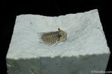 Elegantly Spiny Kettneraspis Trilobite From Oklahoma #484-2